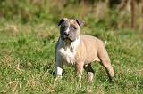 AMSTAFF  PUPPIES 280